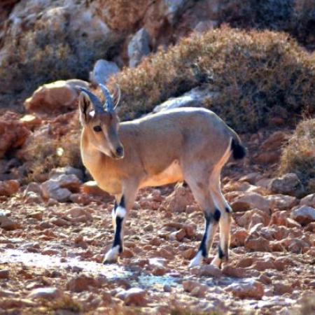 Shouf Biosphere Reserve