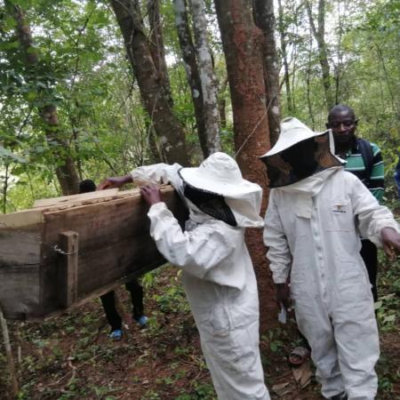 Budala VNRMC monitoring the beehives Captured by Stevie matcheso