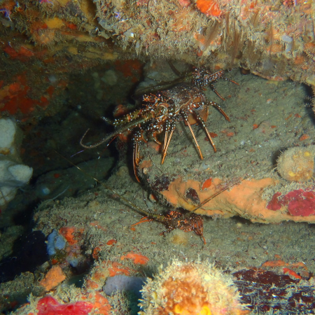 Fundación ICRI Colombia/ Observatorio Arrecifes Coral 