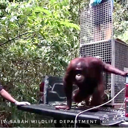 Sabah Wildlife Department