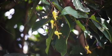 Flowers of a juvenile Tengkawang tree