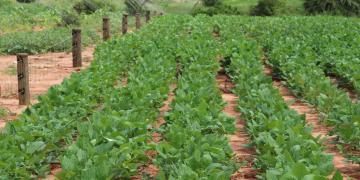 Photo of a 10% Fence Plan with thriving cow peas