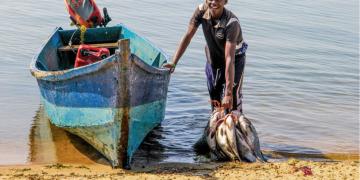A fisherman pulling his boat ashore on one hand while holding his harvest in the other.