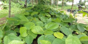 Produced seedlings for restoration 