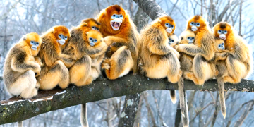 Golden Snub-nosed Monkey Family