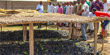 Seedlings of economic crops 