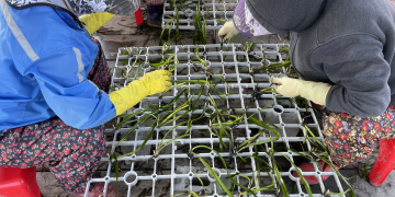 Attaching eelgrass to eco-friendly planting frames made from biodegradable bioplastic on land