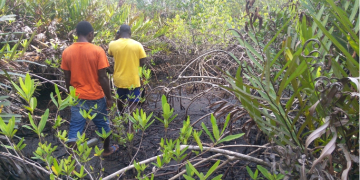 Mangroves in full regeneration 