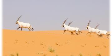 Arabian Oryx