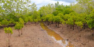  hydrological channels created within the Jimbo salt pans