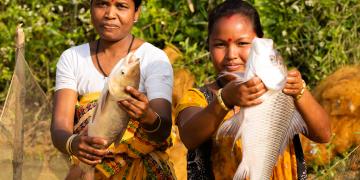 Women Aquaculture Farmer harvesting fish