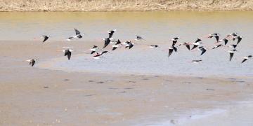 Grus japonensis in Jiangsu Yancheng Wetland & Rare Birds National Natural Reserve