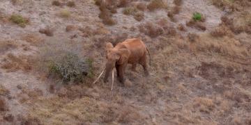 Super Tusker BU1 