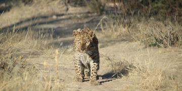 Leopard collared and released on Farm