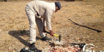 Guide crushing bones for Cape vultures