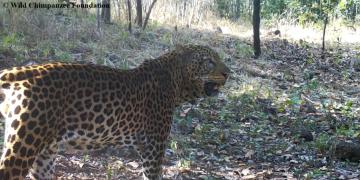 Leopard in the Bafing watershed in Guinea photographed by camera traps.