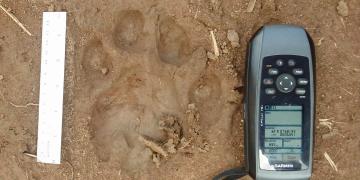Lion Spoor with ruler at 15cm for scale