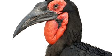 A female Southern Ground-hornbill