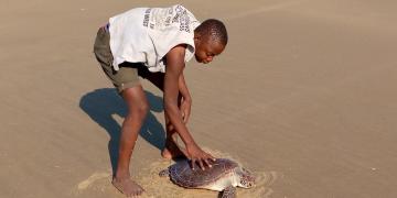 Turtle released back to the sea