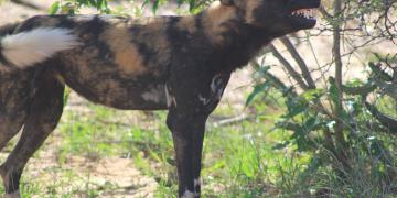 A beautiful photo of a Wild dog from Laikipia 
