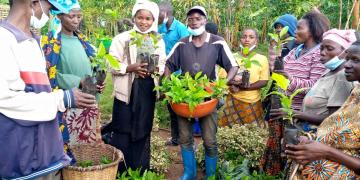 Distribution of indigenous shade trees