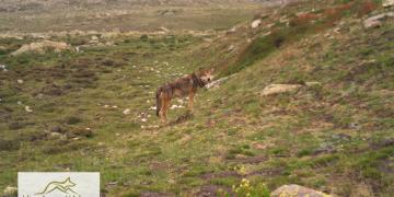 Himalayan wolf captured by camera trap set by HWP 