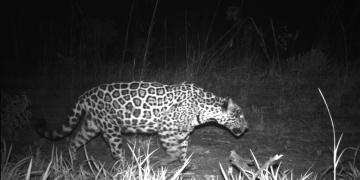 In this image, one can see a monitored jaguar moving in one of our study areas. 