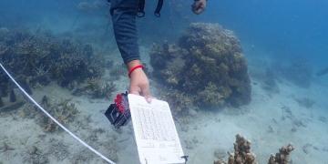 Diver examines coral reef