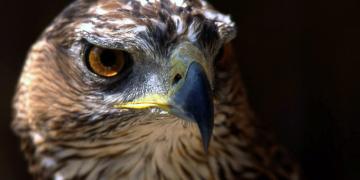 Aquila Fasciata