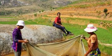 Aquaculture farmers in Haute Matsiatra, Madagascar are preparing the brood stock for a new rice-fish production. Three farmers are standing in a shallow part of the pond holding  a net.