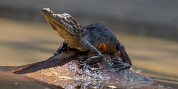 Crocodylus acutus