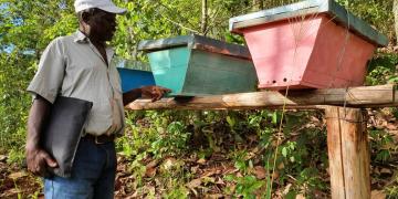 One of the beehive apiaries established through the BIOPAMA-funded project in Chimanimani KBA