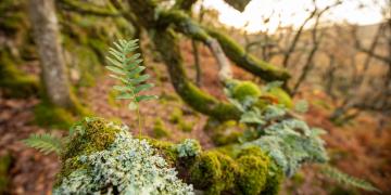 Rainforest scene with ferns and lichens