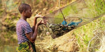 A woman harvests small tilapia with a self-made fish trap. She is lifting the fish trap with the catch of small fish out of the pond.