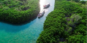 Mangroves in Farasan Islands Protected Area