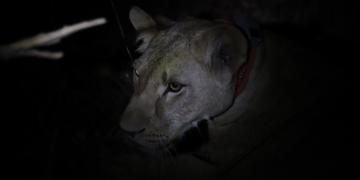 A young lioness was collared in Niokolo-Koba National Park, Senegal, February 2024.