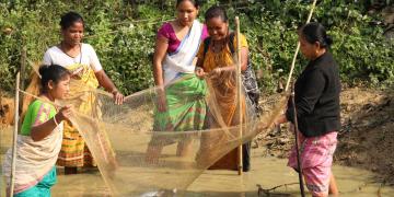 Five women harvesting fish with a net in the shallow part fo a pond.