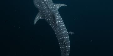 Tubarão-baleia, Bahía Solano, Chocó