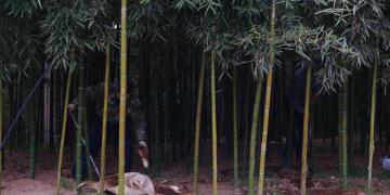 Bamboo shoots are being harvested by the local people