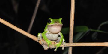 The farmland tree frog.