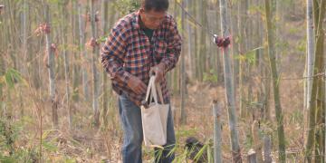 Propagating bamboo
