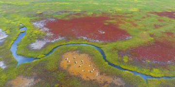 The vast Yancheng coastal mudflat wetlands
