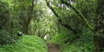 Foret sacree de Mekoup 