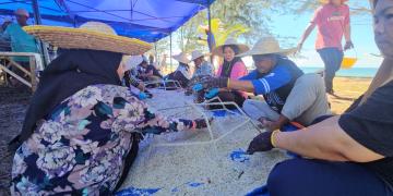 Preparation of reef stars by a group of women