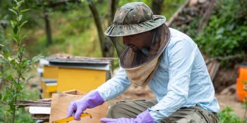 Apple farmer tending to beeboxes