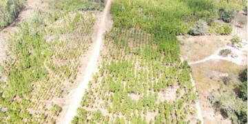 Aerial view of slashed area in Jembya Forest Reserve