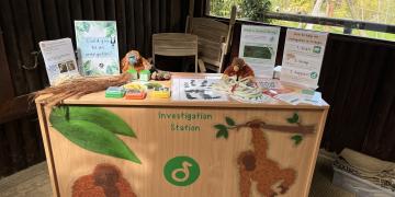 A wooden cupboard with orangutan murals painted on the front and the activities of the Investigation Station displayed on the top. 