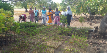 Mangrove tree seedling nursery, led by local women, used to generate income and mangrove forest restoration