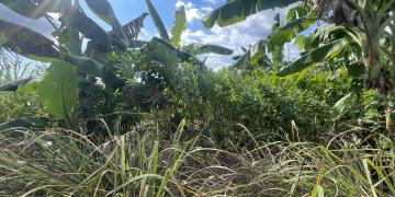 Food Forest Demonstration Plot in Chimwala Mulanje