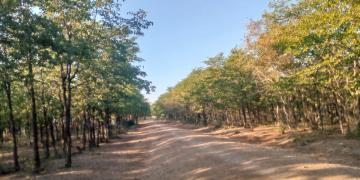 Indigenous Forest regenerated along the road in Bande